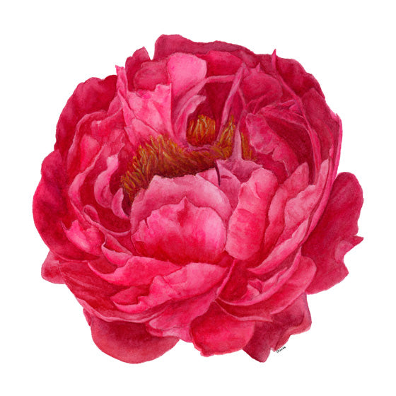 Patient Peony