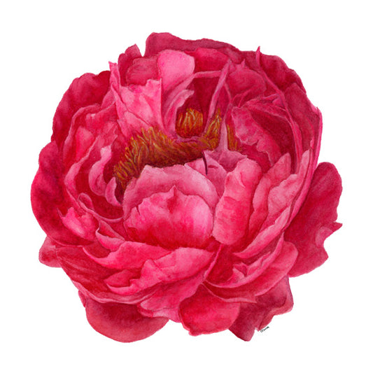 Patient Peony