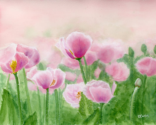 Peaceful Poppies